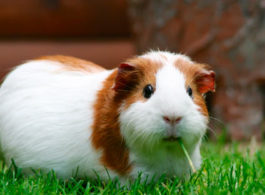 El cuy un delicioso plato típico peruano