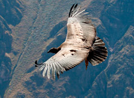 Mirador de cóndores de Chonta